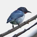 flowerpecker